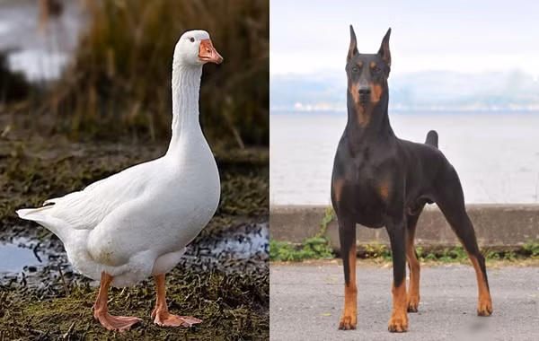 Tập tính bảo vệ bạn tình và con non của ngỗng không đổi so với tổ tiên hoang dã của nó. Ngỗng sống với 1 bạn tình suốt đời và nó rất trung thành với chủ, không quên người cũng như những động vật khác sống cùng.