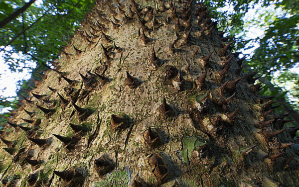 Sau khi đạt đến độ chín cần thiết, quả Vông Đồng có thể vỡ tung thành từng phần để phát tán hạt (có kèm theo tiếng nổ). Sức mạnh từ một vụ nổ như vậy có thể bắn hạt giống bay xa đến hơn 14 mét với tốc độ 70 mét/giây.