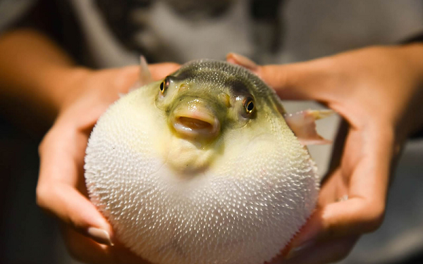 Cá nóc có nhiều màu sắc khác nhau. Một số loại mang màu sắc hoang dã để "quảng cáo" cho độc tính của chúng. Trong khi đó, những loài khác thường có màu sắc khá bí ẩn, tối để hòa hợp với môi trường xung quanh.