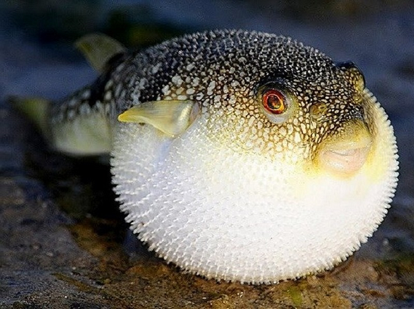 Cũng do phần bụng chứa nhiều không khí nên bụng cá nổi lên mặt nước, phần lưng chìm xuống khiến cho những kẻ thù gặp khó khăn khi tấn công cá nóc.