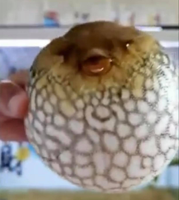 Điều bí mật ấy được các nhà nghiên cứu cho biết do cá nóc có cấu tạo đặc biệt. Các nhà nghiên cứu cho biết đoạn ruột phía trên của cá nóc có một khúc phình rộng để chứa không khí.