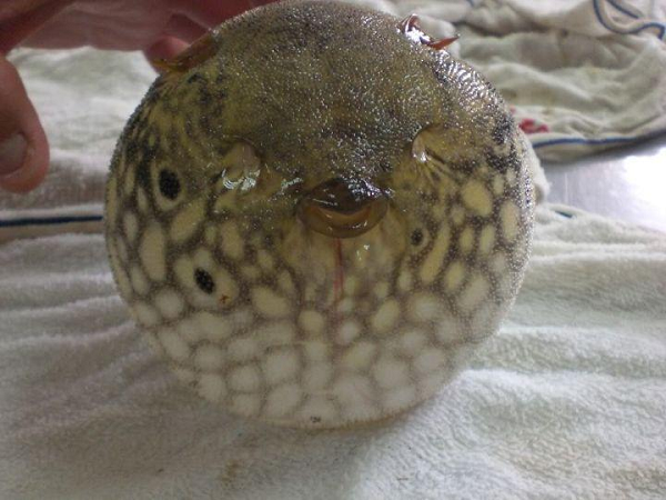 Cá nóc là một sinh vật có xương sống, rất độc. Tại Việt Nam, nó còn có tên là cá cóc, cá bống hoa, cá đùi gà.