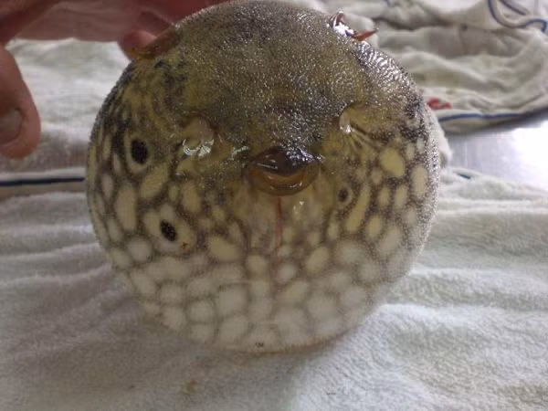 Cá nóc là một sinh vật có xương sống, rất độc. Tại Việt Nam, nó còn có tên là cá cóc, cá bống hoa, cá đùi gà.