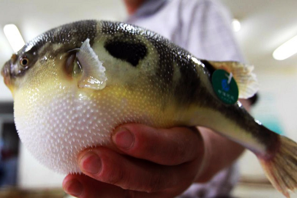 Đây là một sinh vật rất độc, độc tố chủ yếu tập trung ở da, ruột, gan, cơ bụng và nhiều nhất là ở trứng. Vì vậy, các nhà khoa học cho rằng cá nóc cái độc hơn con đực, đặc biệt là vào mùa sinh sản.