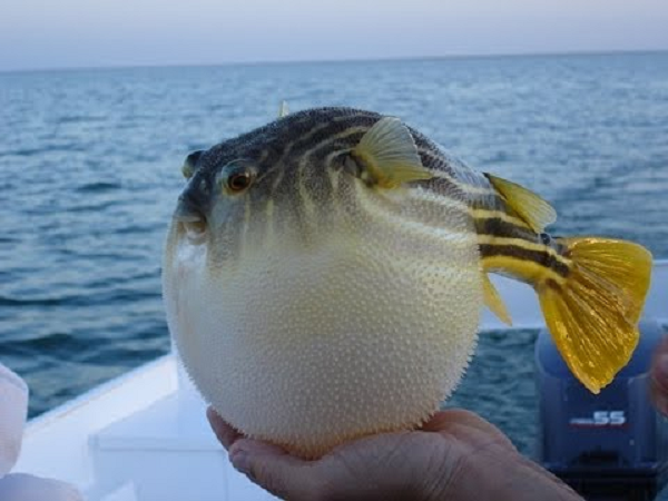 Loài cá này này sống chủ yếu ở vùng biển cận nhiệt đới và ở nước mặn nhiều hơn nước ngọt. Bộ cá nóc Tetraodontiformes còn được gọi là Plectognathi có 9 họ, hơn 400 loại thuộc 13 giống.