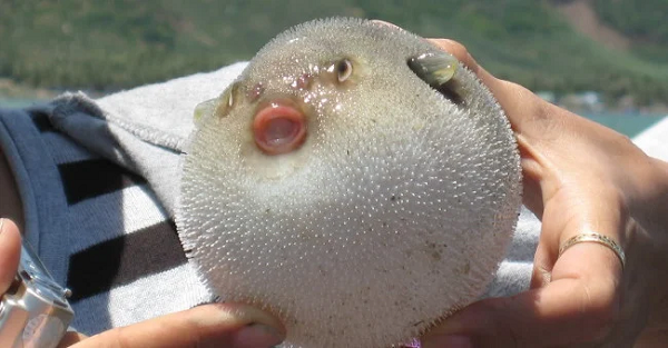 Khi gặp kẻ thù tấn công, động vật ăn thịt, động vật kích thước to lớn, cá nóc sẽ bơi vọt lên mặt nước há miệng hít đầy không khí vào túi khí trong ruột. Vị trí túi khí nằm ở đoạn ruột phía trên và da bụng chùng hơn da lưng, nên phần đầu cá và bụng cá phình to hơn phần lưng cá.