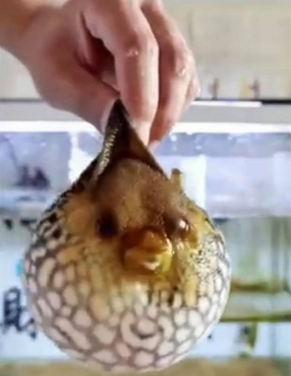 Video một chú cá nóc phình lên như một quả bóng gai sau khi bị nhấc khỏi mặt nước đã thu hút sự chú ý của cư dân mạng. Phần lớn mọi người đều tỏ ra bất ngờ và tò mò cách chú cá này có thể làm như vậy.