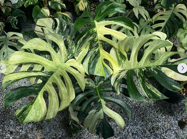 Thời gian gần đây, cây trầu bà Nam Mỹ (Monstera), trong đó có dòng với tên gọi Mint, được nhiều người chơi cây cảnh "săn lùng" ráo riết.