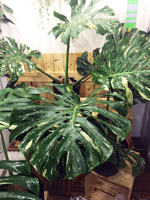 Cây monstera có nguồn gốc ôn đới và gần xích đạo chính vì vậy rất thích hợp trồng ở Việt Nam. Cây trầu bà Nam Mỹ dòng đột biến thì có thêm sắc trắng và vàng trên lá.