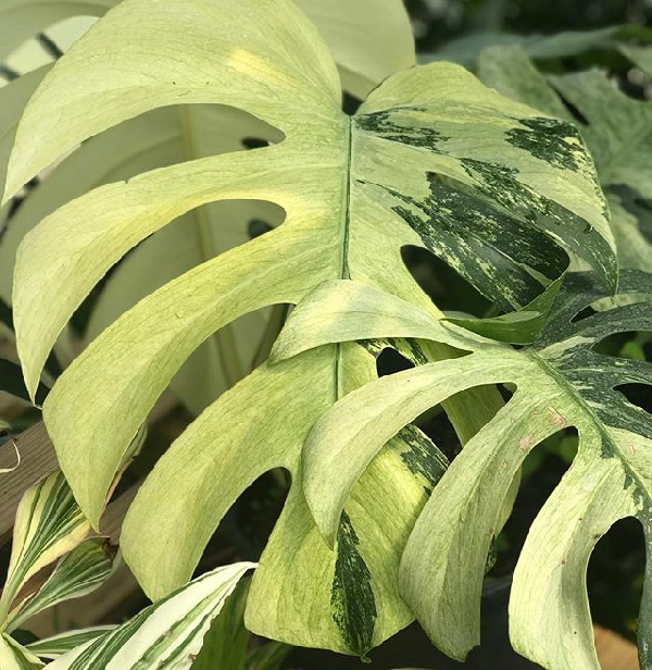 Nhiều chủ vườn cho biết đã từng bán nhiều cây trầu bà Nam Mỹ Mint có giá vài trăm triệu đến tiền tỷ/cây, gần đây nhất là cây Mint 5 lá giá hơn 1,3 tỉ đồng. Bên cạnh Mint, còn có trầu bà Nam Mỹ với tên gọi hồng hạc cũng được giới chơi cây tìm kiếm.