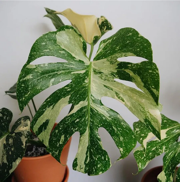 Những người bán cho rằng loài cây này vô cùng hiếm gặp và gần như tuyệt chủng trong tự nhiên. Điều khiến chúng trở nên đắt đỏ như vậy là vì không thể nhân giống.