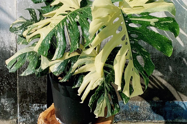 Xuất xứ từ vùng khí hậu ôn đới và các hòn đảo gần xích đạo, cây Monstera có tán lá cây to, xẻ sâu vào bên trong gân chính của lá khiến bất kỳ ai cũng nhận ra khi trông thấy.