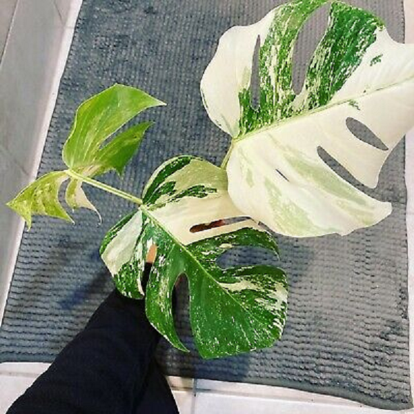 Khi những người nhẹ dạ cả tin bị đánh vào lòng tham xuống tiền để mua những cây trầu bà Nam Mỹ với giá cao, sau đó có thể tiềm ẩn nguy cơ bị mất tiền giống như vụ việc lan đột biến vừa qua.