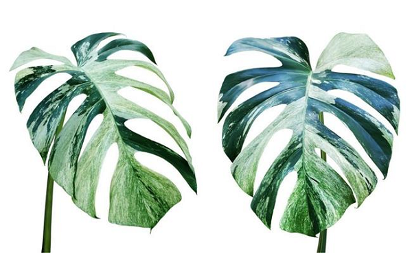 Do vậy, cây trầu bà Nam Mỹ đột biến chủ yếu có giá trị về mặt sưu tầm làm cảnh và phong thủy theo quan niệm ở nhiều nơi, còn giá trị về y học, tự nhiên thì hầu như không có.