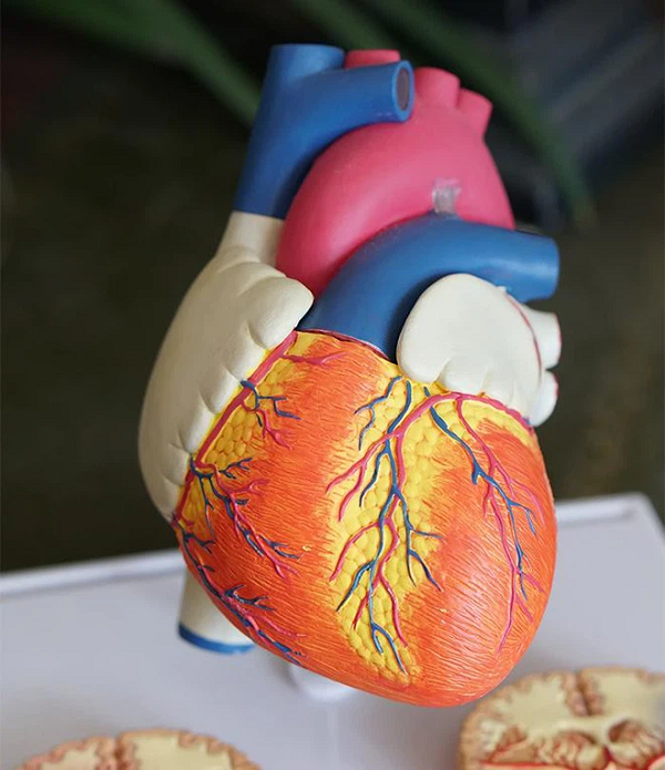 Bộ não sẽ tiếp tục cố gắng hồi sinh cơ thể rất lâu sau khi tim ngừng đập. Trong một số trường hợp, tới tận 30 giờ sau, người ta vẫn tìm thấy hoạt động của não đang cố gắng sửa chữa để đưa cơ thể trở lại.