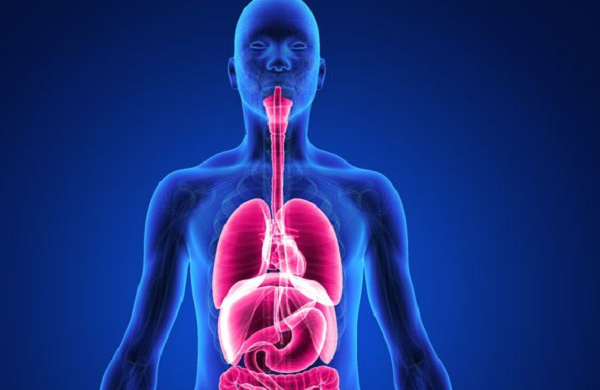 Cơ thể con người có khả năng tự di chuyển các cơ quan vào đúng vị trí cần thiết, vì vậy sau mỗi cuộc phẫu thuật, các bác sĩ không cần đặt chúng vào chính xác vị trí như cũ.