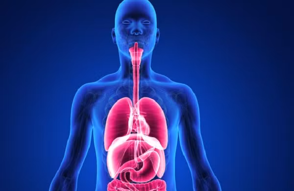 Cơ thể con người có khả năng tự di chuyển các cơ quan vào đúng vị trí cần thiết, vì vậy sau mỗi cuộc phẫu thuật, các bác sĩ không cần đặt chúng vào chính xác vị trí như cũ.