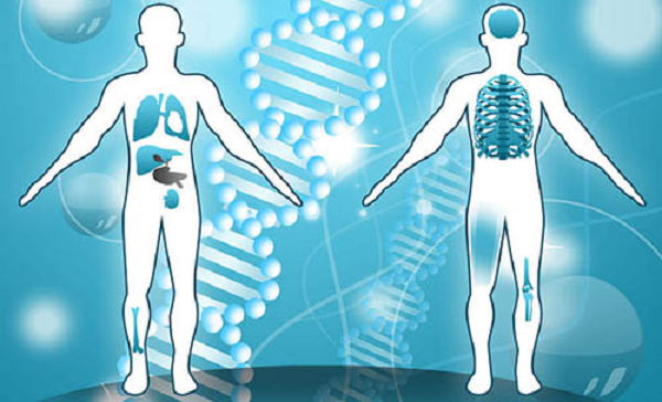 Cơ thể có thể điều chỉnh để thích nghi với môi trường sinh sống. Những người sống ở nơi cao thường có lá phổi lớn hơn và thành phần máu cũng khác. Còn những người có cuộc sống trên mặt nước và dành nhiều thời gian để lặn, lá lách của họ trở nên lớn hơn tới 50%, để lưu trữ nhiều máu hơn.