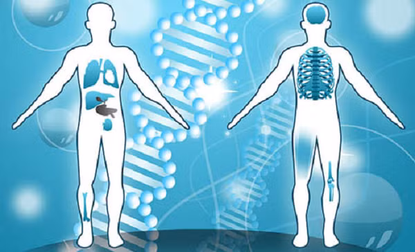 Cơ thể có thể điều chỉnh để thích nghi với môi trường sinh sống. Những người sống ở nơi cao thường có lá phổi lớn hơn và thành phần máu cũng khác. Còn những người có cuộc sống trên mặt nước và dành nhiều thời gian để lặn, lá lách của họ trở nên lớn hơn tới 50%, để lưu trữ nhiều máu hơn.