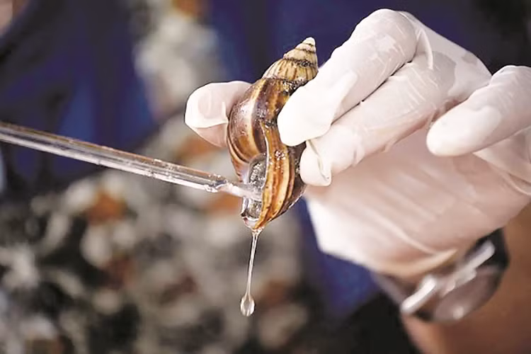 Với các thành phần dưỡng chất tuyệt vời, dịch nhầy ốc sên giúp kích thích sự hình thành collagen và elastin, bảo vệ da khỏi các gốc tự do, làm dịu da, sửa chữa các mô bị tổn thương và phục hồi hydrat hóa. Nó cũng được bổ sung để điều trị da khô, nếp nhăn và vết rạn da, mụn trứng cá và hồng ban, đốm đồi mồi, vết bỏng, sẹo, vết dao cạo và thậm chí là mụn cóc phẳng.