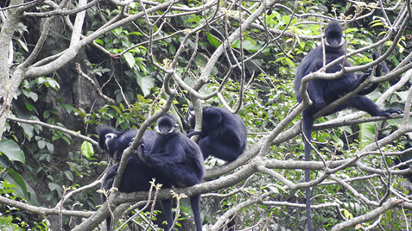 Cuối cùng chính quyền đã phải phê duyệt quyết định bắt và di dời các cá thể voọc gáy trắng này đến Khu Bảo tồn thiên nhiên Bắc Hướng Hóa nằm trên địa bàn huyện Hướng Hóa.