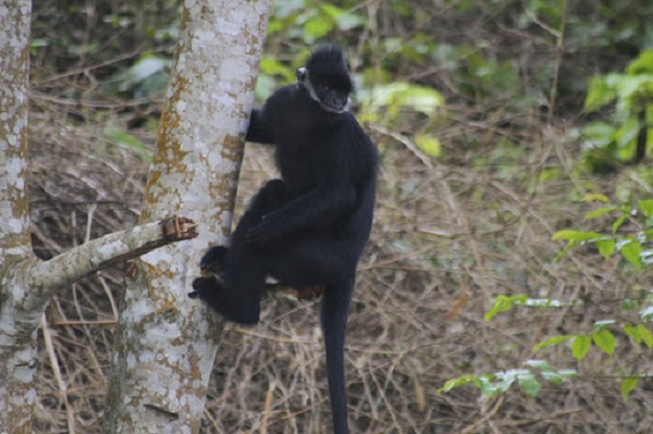 Do đây là động vật nguy cấp quý hiếm cần được bảo vệ nên dù hung dữ tấn công nhưng người dân hầu như không thể tự vệ vì sợ chúng bị thương.