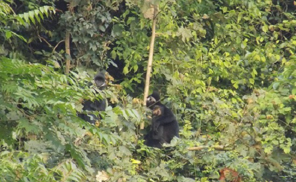 Loài voọc này được người dân xã Thạch Hóa, huyện Tuyên Hóa, tỉnh Quảng Bình phát hiện năm 2012, khi đó đàn voọc chỉ có 10 cá thể sinh sống trên lèn đá Thiết Sơn.