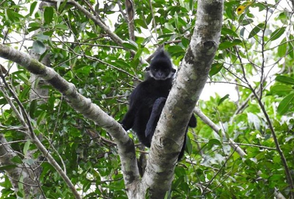Voọc đen gáy trắng có tên khoa học là Trachypithecus hatinhensis thuộc bộ Linh trưởng, là loài động vật đặc hữu, nguy cấp, quý hiếm thuộc nhóm IB.