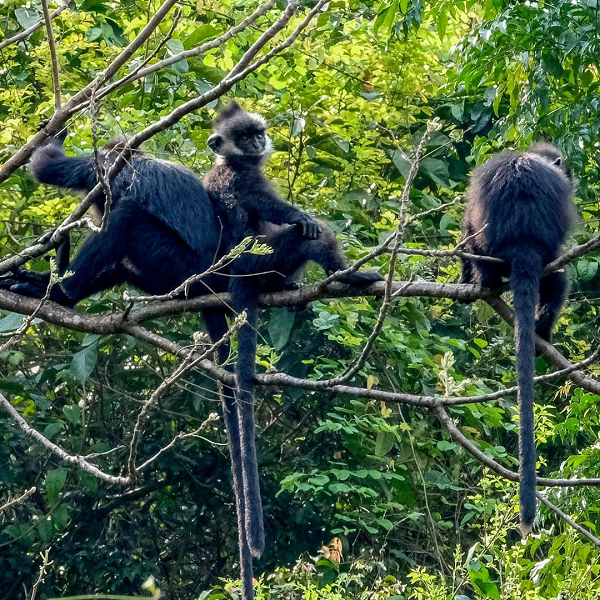 Tình trạng voọc tấn công người đã diễn ra nhiều lần trước đây. Chính quyền đã thực hiện nhiều biện pháp xua đuổi đánh chiêng, trống và thu âm tiếng chó sủa để phát loa nhưng chưa hiệu quả.