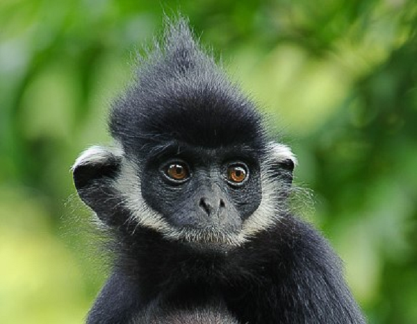 Dù lực lượng chức năng tỉnh Quảng Trị căng lưới dài 800m dọc đường giao thông liên thôn Cha Ly và Sê Pu, xã Hướng Lập để ngăn đàn voọc xuống đường rượt đuổi và cắn người tuy nhiên không có tác dụng.