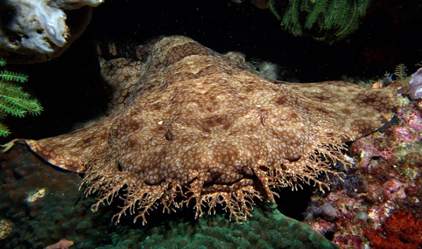 Hàm trên, hàm dưới và các cạnh của cá mập râu được bao phủ bởi những sợi râu mềm mượt, những chiếc râu lắc lư trong nước trông giống như những con giun nhỏ, đây là một cái bẫy chết người đối với những con cá nhỏ.