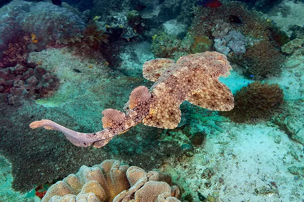 Đây là loài cá mập râu Eucrossorhinus dasypogon được mệnh danh là một bậc thầy ngụy trang trong lòng đại dương. Lớp da xù xì của chúng được bao phủ bởi những chỗ lồi lõm, điều này cho phép chúng ẩn mình trong các rạn san hô.