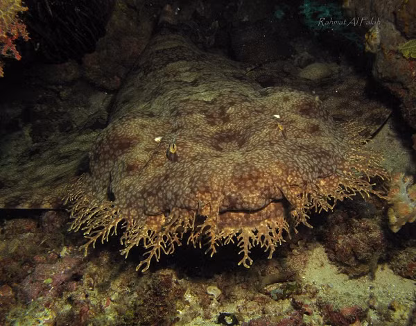 Ngoài các loài cá san hô nhỏ, cá mập râu còn có thể săn một số con mồi lớn hơn, chẳng hạn như các loài cá mập hiền lành khác.