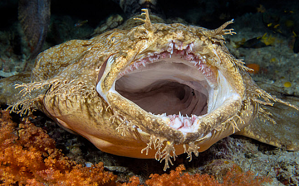 Một khi con mồi đến gần, con cá mập râu sẽ nuốt chửng nó trong một tích tắc, con mồi tội nghiệp chưa kịp hiểu chuyện gì đang xảy ra nên sẽ ngay lập tức lao vào bụng cá mập theo quán tính.