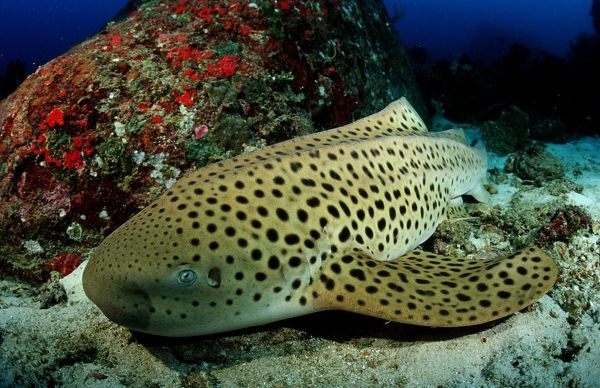 Thế giới của cá mập còn có rất nhiều loài đặc biệt gây bất ngờ cho giới khoa học. Trên ảnh là cá mập báo Stegostoma fasciatum, chúng là loài động vật hiền lành, đặc biệt có thể sinh ra cá mập con mà không cần con đực!