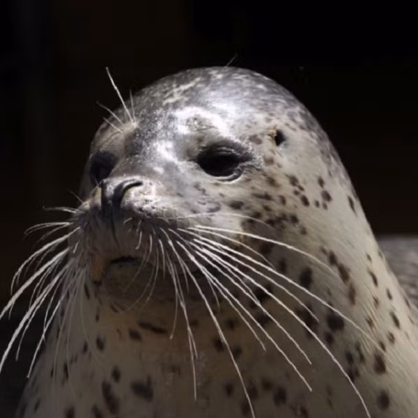 Về tính cách, hải cẩu đốm được đánh giá là khá nhút nhát và rất khó khăn trong việc để con người tiếp cận. Chúng có thể sống đơn độc nhưng hầu hết hải cẩu đốm thích giao du, hình thành các nhóm lớn.