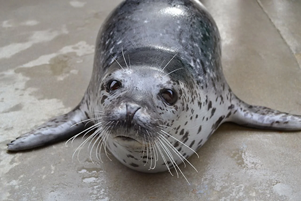 Hải cẩu đốm Phoca largha là động vật có vú, bộ ăn thịt. Loài này sinh sống chủ yếu ở những tảng đá băng vùng biển bắc Thái Bình Dương và vùng biển lân cận.