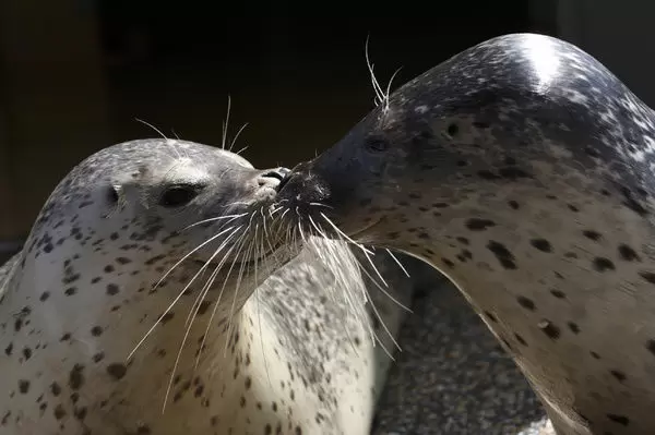 Hải cẩu đốm đang được liệt vào danh sách hải cẩu quý hiếm, là một trong những loài động vật bị đe dọa tuyệt chủng do vấn nạn nóng lên toàn cầu khiến băng vĩnh cửu ở hai cực tan chảy.