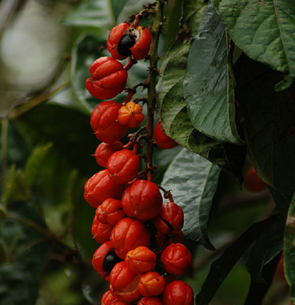 Ngày nay, 70% guarana được sản xuất đưa vào sử dụng trong ngành công nghiệp đồ uống, nhất là nước giải khát và nước tăng lực, 30% còn lại được chuyển thành dạng bột.