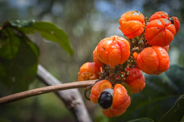 Guarana còn chứa các hợp chất chống lại stress oxy hóa, một yếu tố nguy cơ chính gây ra các rối loạn mắt liên quan đến tuổi tác như thoái hóa điểm vàng, đục thủy tinh thể và tăng nhãn áp.