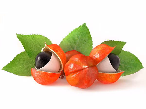 Một quả guarana trưởng thành có kích thước bằng quả cà phê. Nó có vẻ ngoài giống hệt mắt người với lớp vỏ màu đỏ bao quanh một hạt màu đen và lớp vỏ màu trắng. Người Sateré-Mawé đặc biệt yêu thích và tôn thờ guarana. Họ gọi nó là “con mắt của các vị thần”.