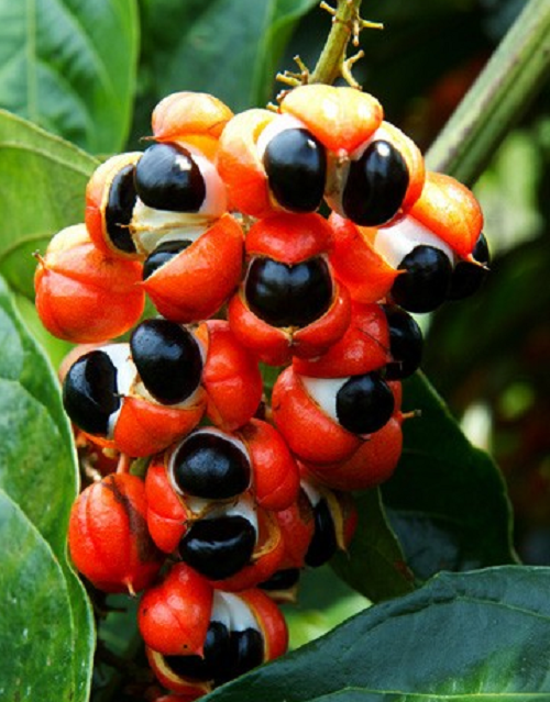 Loại quả này chứa nhiều công dụng được xem như thần dược. Nó có đặc tính giúp thúc đẩy giảm cân thông qua thúc đẩy chuyển hóa với caffeine phong phú. Chuyển hóa nhanh hơn đồng nghĩa với việc cơ thể bạn đốt cháy nhiều calo hơn khi nghỉ ngơi.