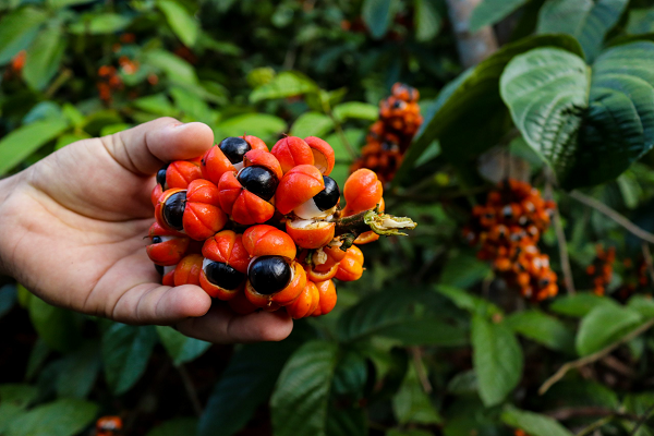Trên thị trường nước uống thế giới, guarana là thành phần không thể thiếu trong nhiều loại nước uống tăng lực và có ga, đặc biệt là Coca-Cola.