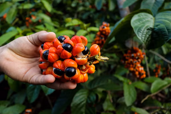 Trên thị trường nước uống thế giới, guarana là thành phần không thể thiếu trong nhiều loại nước uống tăng lực và có ga, đặc biệt là Coca-Cola.