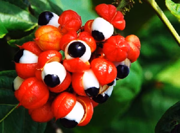 Các nghiên cứu trên động vật và ống nghiệm cho thấy guarana có thể bảo vệ chống lại tổn thương DNA, ngăn chặn sự phát triển của tế bào ung thư và thậm chí gây ra cái chết của tế bào ung thư.