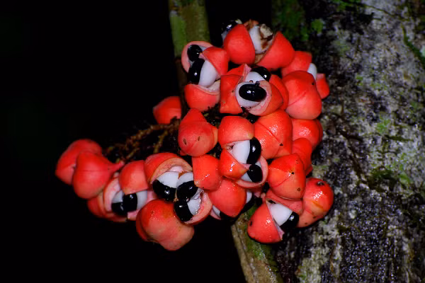 Giá thu mua guarana ở Maués vào khoảng 24 Real Brazil/kg (hơn 100.000 đồng). Vào năm 2018, đô thị này đã thu được 13,94 triệu BR (tương đương 60.000 tỷ đồng) chỉ nhờ quả guarana.