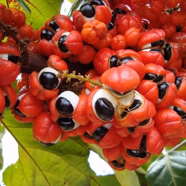 Trong lịch sử, guarana được sử dụng bởi các bộ lạc Amazon như một loại thuốc giảm đau. Các đặc tính giảm đau của guarana là do hàm lượng caffeine cao. Caffeine đóng một vai trò giảm đau, vì nó liên kết và ngăn chặn các thụ thể adenosine.