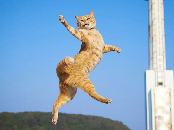 Con mèo có thể bị gãy cả 4 chân và điều đó hạn chế khả năng sống sót của chúng vì không thể di chuyển đến nơi an toàn sau cú ngã hoặc cố gắng tìm kiếm thức ăn.