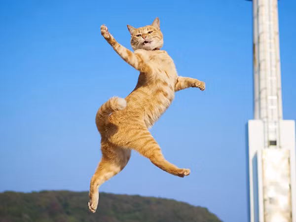 Con mèo có thể bị gãy cả 4 chân và điều đó hạn chế khả năng sống sót của chúng vì không thể di chuyển đến nơi an toàn sau cú ngã hoặc cố gắng tìm kiếm thức ăn.