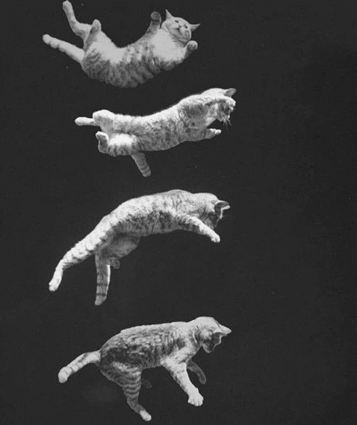 Các nhà khoa học cho rằng, đó là bản năng "bay" của loài mèo. Tuy nhiên, vẫn nên đảm bảo an toàn cho chúng nếu ở trên cao vì bản năng này không phải con mèo nào cũng có.